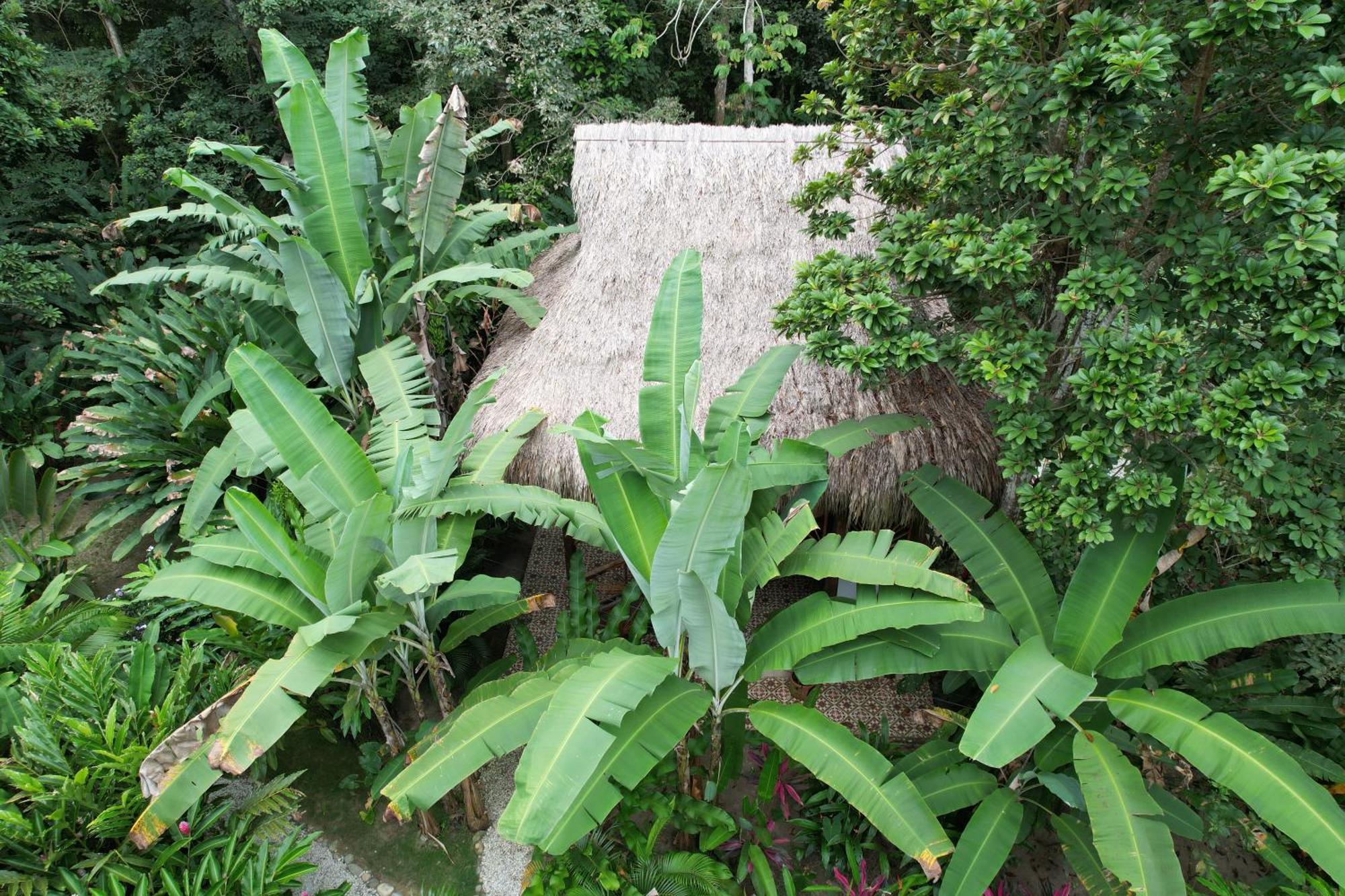 Salvia Madre Guachaca Exterior foto